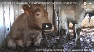export of eu animals