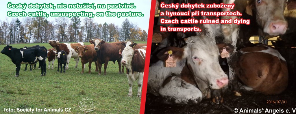 Český dobytek - Společnost pro zvířata